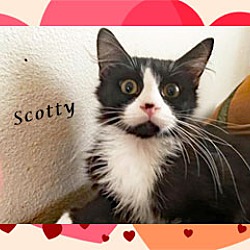 Thumbnail photo of SCOTTY #1