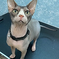 adopt a pet