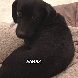 Thumbnail photo of Simba (in adoption process) #1