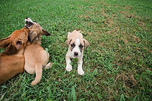 Nashville Tn Corgi Meet Puppies A Pet For Adoption