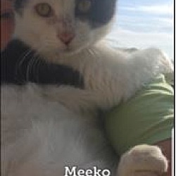 Photo of Meeko