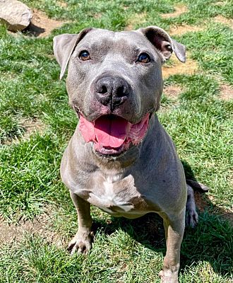 Middletown, NY - American Pit Bull Terrier/Mixed Breed (Large). Meet ...