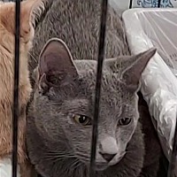 adopt a pet