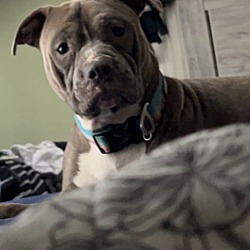 Photo of Nova 