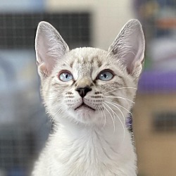 Photo of Jinx 23-06-030