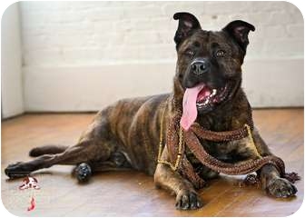 akita cane corso mix