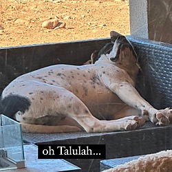 Thumbnail photo of Talulah (Tula) #3