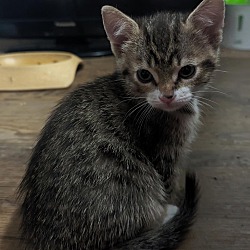 Photo of Tumble  (Special Kitten)
