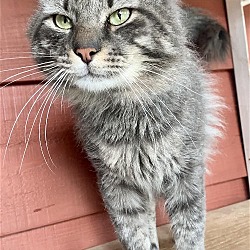 Thumbnail photo of *Big Guy (Fluffy Gray & Tabby-M) #1