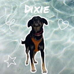 Thumbnail photo of Dixie #1