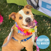 adopt a pet