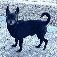 adopt-pet