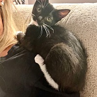 adopt a pet