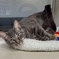 adopt a pet