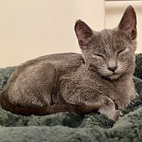 adopt a pet
