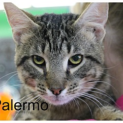 Thumbnail photo of Palermo #1