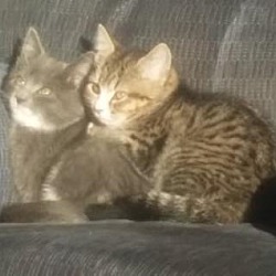 Thumbnail photo of Brother Kittens #2