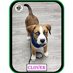 Thumbnail photo of Clover - Single Pup #2