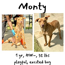 Thumbnail photo of Monty #1