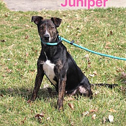 Thumbnail photo of Juniper #3
