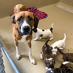 Photo of Bella & 6 pups RESCUE ONLY