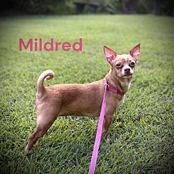 Thumbnail photo of MILDRED #3