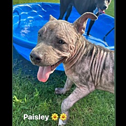 Photo of Paisley