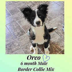 Photo of OREO–6 MONTH MALE BORDER COLLI