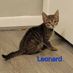 Thumbnail photo of Leonard #1