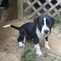 Thumbnail photo of Three Puppies #1