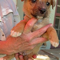 adopt a pet