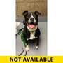 CUPCAKE - American Pit Bull Terrier available for adoption