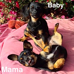 Thumbnail photo of **Mama Mia and pup**  Video* #2