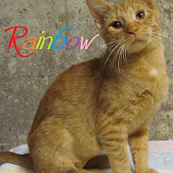 Thumbnail photo of Rainbow #2