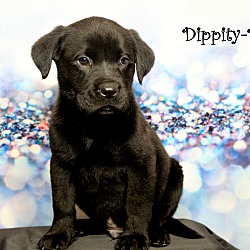Thumbnail photo of Dippity-Doo~adopted! #3