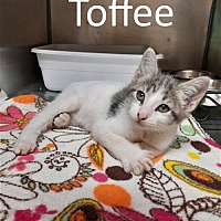 Photo of Toffee