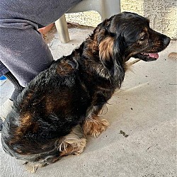 Male Mini Dachshund Puppies for Sale in Rogers, Arkansas.