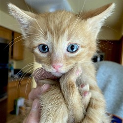 Thumbnail photo of CAT-SMALLS #3