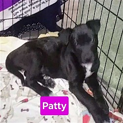 Photo of P Pup Patty