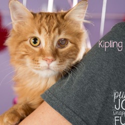 Photo of Kipling