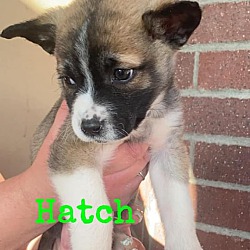 Thumbnail photo of Hatch #2