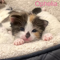 Thumbnail photo of Ophelia #3
