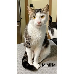Photo of Minfilia