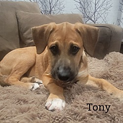 Thumbnail photo of Tony #4