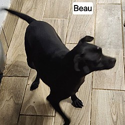 Thumbnail photo of Beau #3