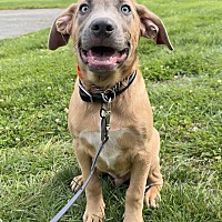 adopt a pet