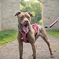 adopt a pet