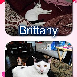 Thumbnail photo of Brittany #2