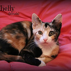 Thumbnail photo of Shelly #1