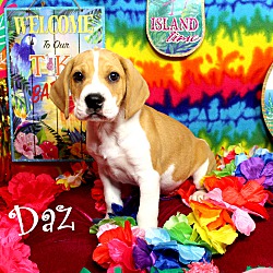 Thumbnail photo of Daz~adopted! #1